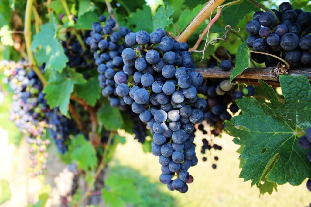 St. Julian Receives Grant to Grow Premium Wine Production