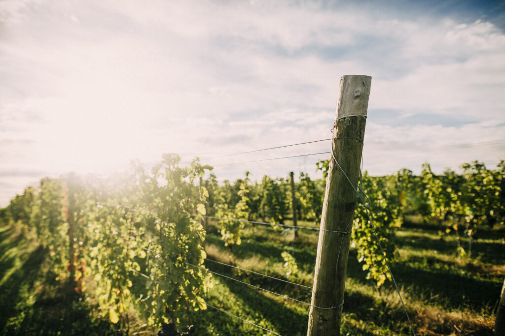 Take A Trip to Our Very Own Mountain Road Estate Vineyard