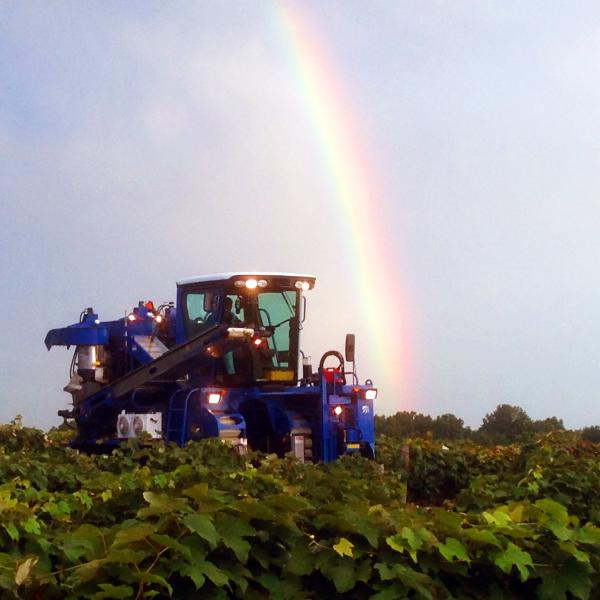 Roots of Resilience: The Oxley Family&#8217;s Legacy in Lawton&#8217;s Vineyards and Farms