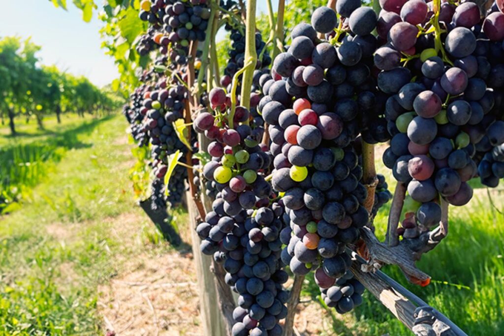 Wine Club 101: The Beauty of Hybrids – Troy