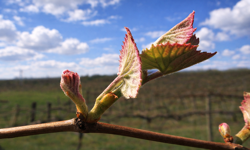 From Vine to Bud: What Happens in the Vineyard in Spring