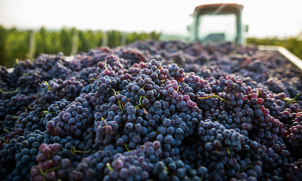 Wine Club 101: Harvest Highlights
